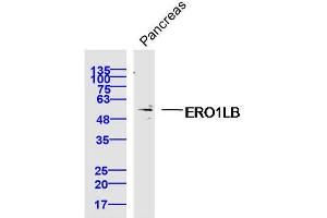 Mouse pancreas lysates probed with ERO1LB Polyclonal Antibody, Unconjugated  at 1:300 dilution and 4˚C overnight incubation. (ERO1LB anticorps  (AA 1-100))