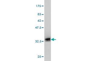 Western Blot detection against Immunogen (32.
