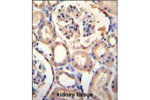 PURA Antibody immunohistochemistry analysis in formalin fixed and paraffin embedded human kidney tissue followed by peroxidase conjugation of the secondary antibody and DAB staining. (PURA anticorps  (C-Term))