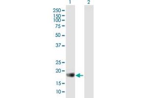anti-Apolipoprotein B mRNA Editing Enzyme, Catalytic Polypeptide-Like 3C (APOBEC3C) (AA 1-190) antibody