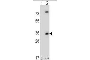 Western blot analysis of CASP3 (arrow) using rabbit polyclonal CASP3 Antibody (ABIN651176 and ABIN2840112).