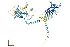 AlphaFold protein structure predicition of Human Recombinant MKS1 Protein, UniprotID Q9NXB0