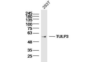 293T Cell lysates probed with TULP3 Polyclonal Antibody, unconjugated  at 1:300 overnight at 4°C followed by a conjugated secondary antibody for 60 minutes at 37°C. (TULP3 anticorps  (AA 251-350))