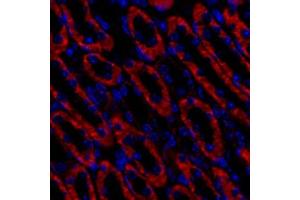 Immunofluorescent analysis of paraformaldehyde-fixed mouse kidney using,Cadherin 16 (ABIN7073265) at dilution of 1: 1000