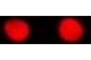 Immunofluorescent analysis of RbAp48 staining in MCF7 cells.