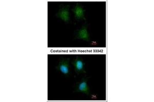 ICC/IF Image Immunofluorescence analysis of methanol-fixed HeLa, using IFITM1, antibody at 1:500 dilution. (IFITM1 anticorps)