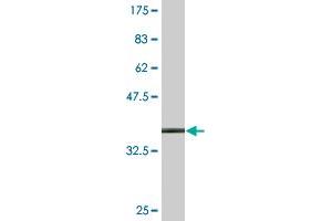 Western Blot detection against Immunogen (35.
