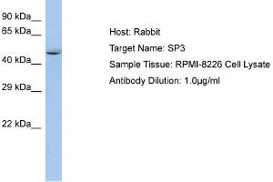 Host: Rabbit Target Name: SP3 Sample Type: RPMI-8226 Whole Cell lysates Antibody Dilution: 1. (Sp3 anticorps  (N-Term))