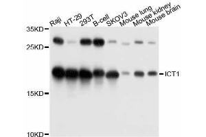 Western blot analysis of extracts of various cell lines, using ICT1 antibody. (ICT1 anticorps  (AA 30-206))