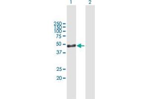 Western Blot analysis of ARL6IP4 expression in transfected 293T cell line by ARL6IP4 MaxPab polyclonal antibody. (ARL6IP4 anticorps  (AA 1-360))