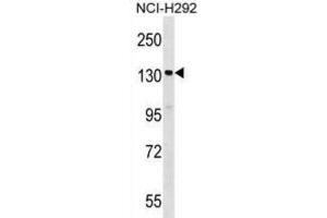Western Blotting (WB) image for anti-Signal-Induced Proliferation-Associated 1 (SIPA1) antibody (ABIN2999130) (SIPA1 anticorps)