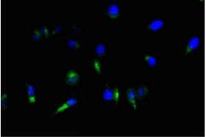 Immunofluorescent analysis of Hela cells using ABIN7161178 at a dilution of 1:100 and Alexa Fluor 488-congugated AffiniPure Goat Anti-Mouse IgG(H+L).