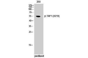 Western Blotting (WB) image for anti-Telomeric Repeat Binding Factor (NIMA-Interacting) 1 (TERF1) (pSer219) antibody (ABIN3182296)