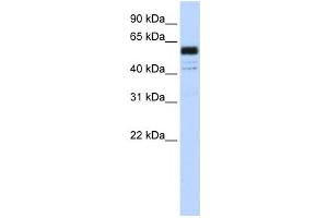 Western Blotting (WB) image for anti-Polypyrimidine Tract Binding Protein 1 (PTBP1) antibody (ABIN2458494)