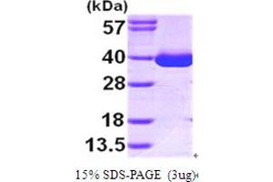 SDS-PAGE (SDS) image for Malate Dehydrogenase 1, NAD (Soluble) (MDH1) (AA 1-334) protein (His tag) (ABIN667175)