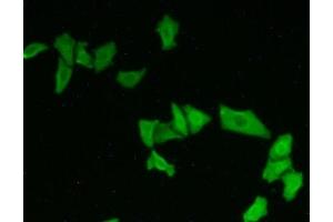 Detection of ATXN10 in Hela cells using Polyclonal Antibody to Ataxin 10 (ATXN10)
