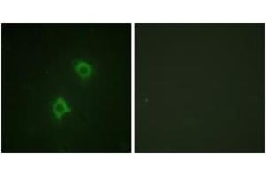 Immunofluorescence analysis of NIH-3T3 cells, using Syntaxin 1A (Ab-14) Antibody. (STX1A anticorps  (AA 1-50))
