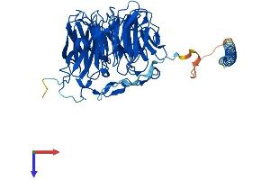AlphaFold protein structure predicition of Human Recombinant CORO1C Protein, UniprotID Q9ULV4