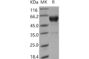 Western Blotting (WB) image for C-Type Lectin Domain Family 4, Member a3 (CLEC4A3) protein (Fc Tag) (ABIN7321096) (CLEC4A3 Protein (Fc Tag))