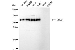 Western blotting analysis using NOLC1 antibody (ABIN7799665).
