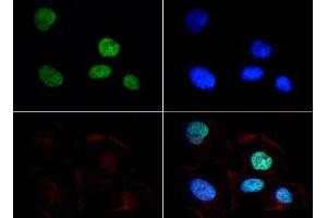 Immunofluorescence of Rabbit Anti-Histone H3 [Dimethyl Lys9] Antibody.