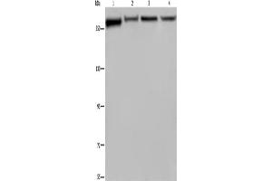 Western Blotting (WB) image for anti-Filamin A, alpha (FLNA) antibody (ABIN2423479)