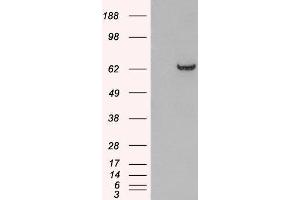 HEK293 overexpressing GRB7 and probed with ABIN2562933 (mock transfection in first lane). (GRB7 anticorps  (N-Term))