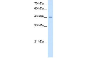 WB Suggested Antibody Titration:  2. (TMPRSS11D anticorps  (N-Term))