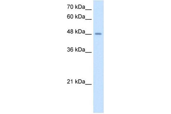 TMPRSS11D antibody  (N-Term)