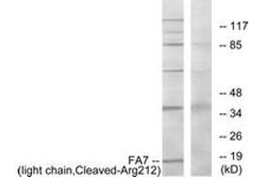 Western blot analysis of extracts from Jurkat cells, treated with eto 25uM 24h, using FA7 (light chain,Cleaved-Arg212) Antibody. (Factor VII anticorps  (Cleaved-Arg212))