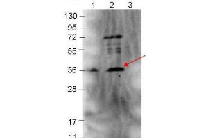 Western blot showing detection of 0. (p39 anticorps)