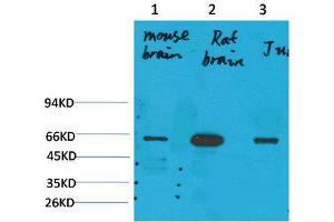 Western Blot (WB) analysis of 1) Mouse Brain Tissue, 2)Rat Brain Tissue , 3) Jurkat with KCNK10(TREK-2) Rabbit Polyclonal Antibody diluted at 1:2000. (KCNK10 anticorps)