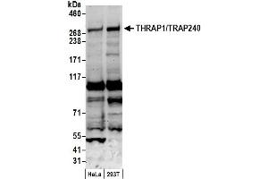 Western Blotting (WB) image for anti-Mediator Complex Subunit 13 (MED13) (AA 325-375) antibody (ABIN7450821)