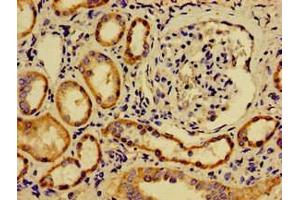 Immunohistochemistry of paraffin-embedded human kidney tissue using ABIN7170782 at dilution of 1:100 (SREBF2 anticorps  (AA 75-164))