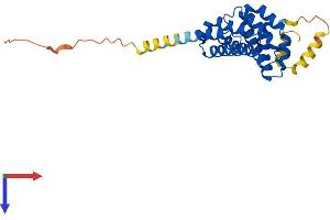 AlphaFold protein structure predicition of Mouse Recombinant Mro Protein, UniprotID Q7TNB4