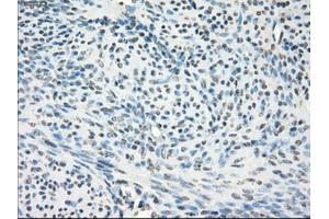 Immunohistochemical staining of paraffin-embedded pancreas tissue using anti-GBP2mouse monoclonal antibody. (GBP2 anticorps)
