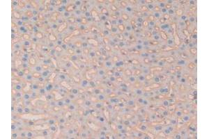 IHC-P analysis of Rat Liver Tissue, with DAB staining. (CD147 anticorps  (AA 59-321))