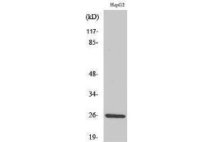 Western Blotting (WB) image for anti-Interleukin 32 (IL32) (C-Term) antibody (ABIN3185173) (IL32 anticorps  (C-Term))