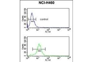 C Antibody (C-term) 799b flow cytometric analysis of NCI- cells (bottom histogram) compared to a negative control cell (top histogram). (PPAP2C anticorps  (C-Term))