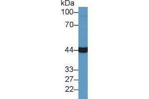 Western Blot; Sample: Bovine Liver lysate; Primary Ab: 2µg/ml Rabbit Anti-Bovine AST Antibody Second Ab: 0. (GOT1 anticorps  (AA 2-413))