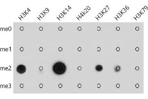 Dot-blot analysis of all sorts of methylation peptides using Pan DiMethyl-lysine antibody (ABIN7266777) at 1:1000 dilution. (Dimethyl-Lysine anticorps)