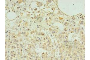 Immunohistochemistry of paraffin-embedded human adrenal gland tissue using ABIN7168735 at dilution of 1:100 (SCAMP5 anticorps  (AA 170-235))