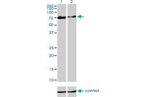Western blot analysis of CHFR over-expressed 293 cell line, cotransfected with CHFR Validated Chimera RNAi (Lane 2) or non-transfected control (Lane 1).
