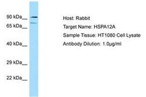 Image no. 1 for anti-Heat Shock 70kDa Protein 12A (HSPA12A) (AA 164-213) antibody (ABIN6749883) (HSPA12A anticorps  (AA 164-213))