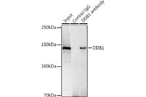 Immunoprecipitation analysis of 300 μg extracts of HeLa cells using 3 μg DDB1 antibody (ABIN7266673).
