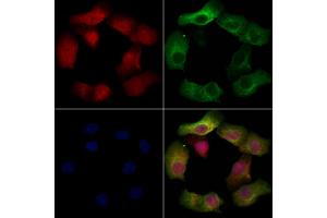 ABIN6257466 and ABIN6274772 staining Hela cells by IF/ICC.