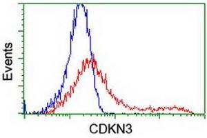 HEK293T cells transfected with either RC213080 overexpress plasmid (Red) or empty vector control plasmid (Blue) were immunostained by anti-CDKN3 antibody (ABIN2455052), and then analyzed by flow cytometry. (CDKN3 anticorps)