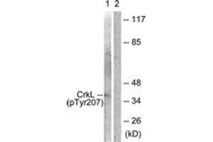 Western blot analysis of extracts from COS7 cells, using CrkL (Phospho-Tyr207) Antibody.