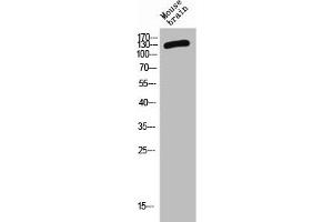 Western Blot analysis of MOUSE-BRAIN cells using CD101 Polyclonal Antibody (CD101 anticorps  (Internal Region))
