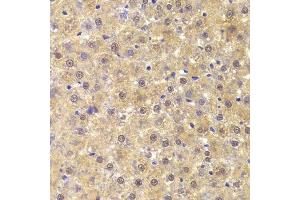 Immunohistochemistry of paraffin-embedded rat liver using ANP32A Antibody.